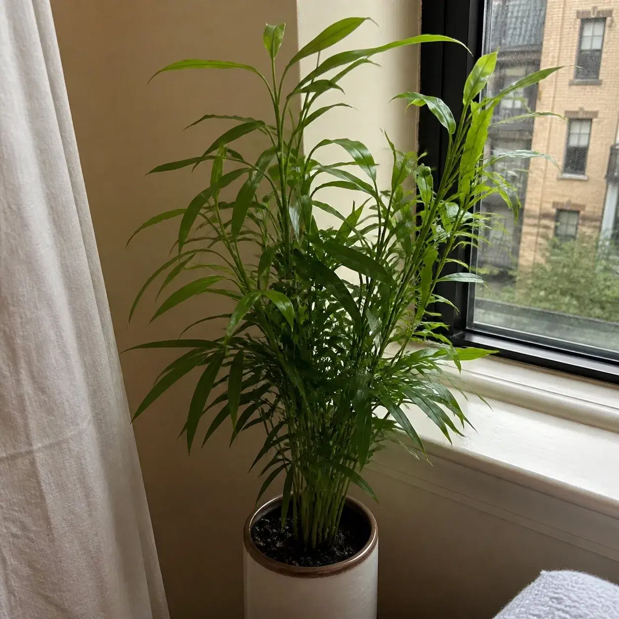 A real potted plant photographed at home